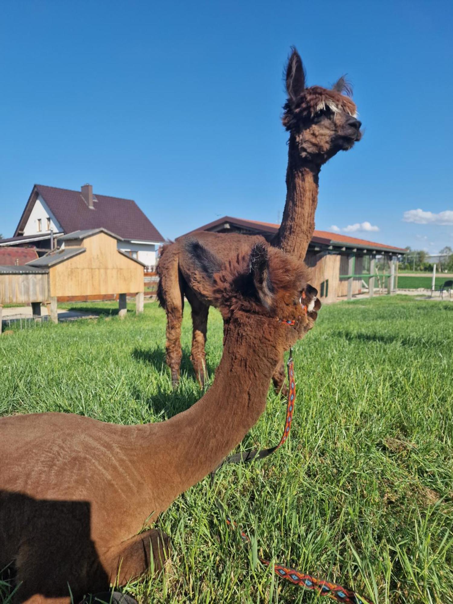 Agroturystyka Kaszuby Villagehome Borzytuchom Exterior foto